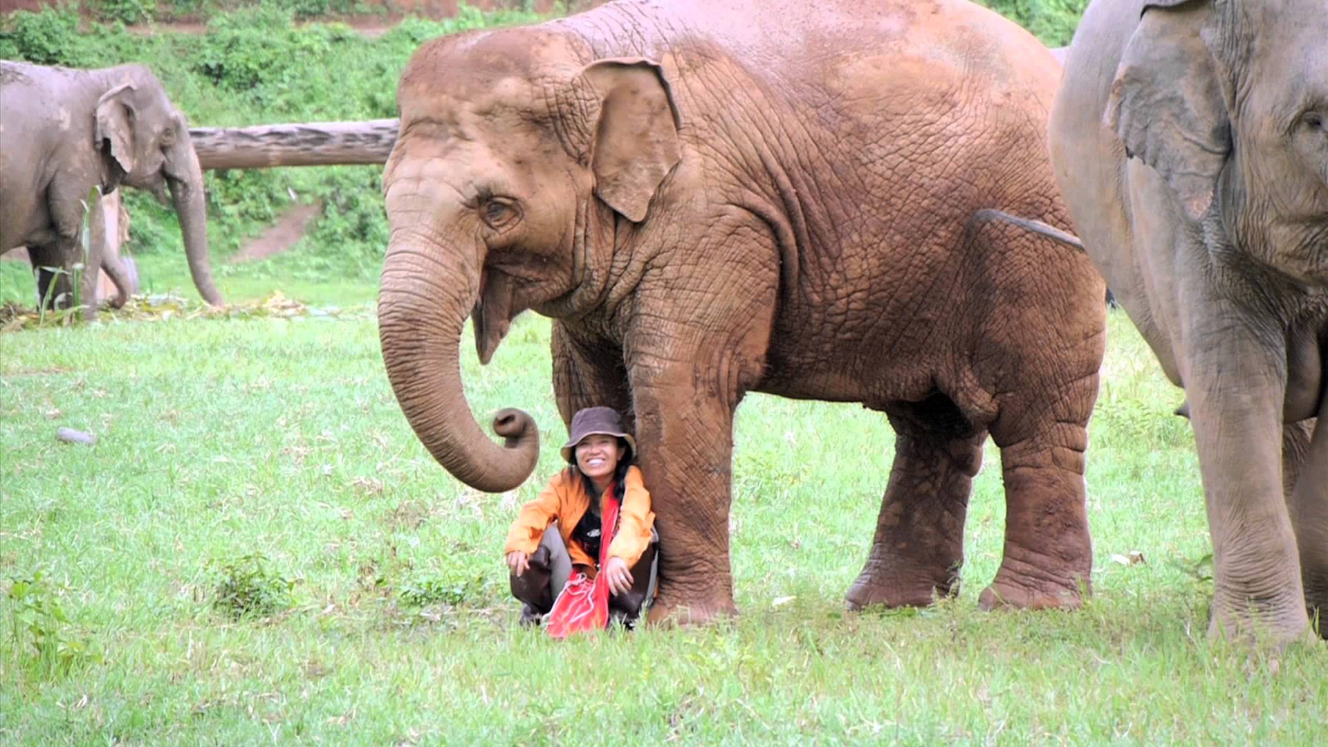 1920x1080 What's Behind Elephant Painting - Elephant Painting Images