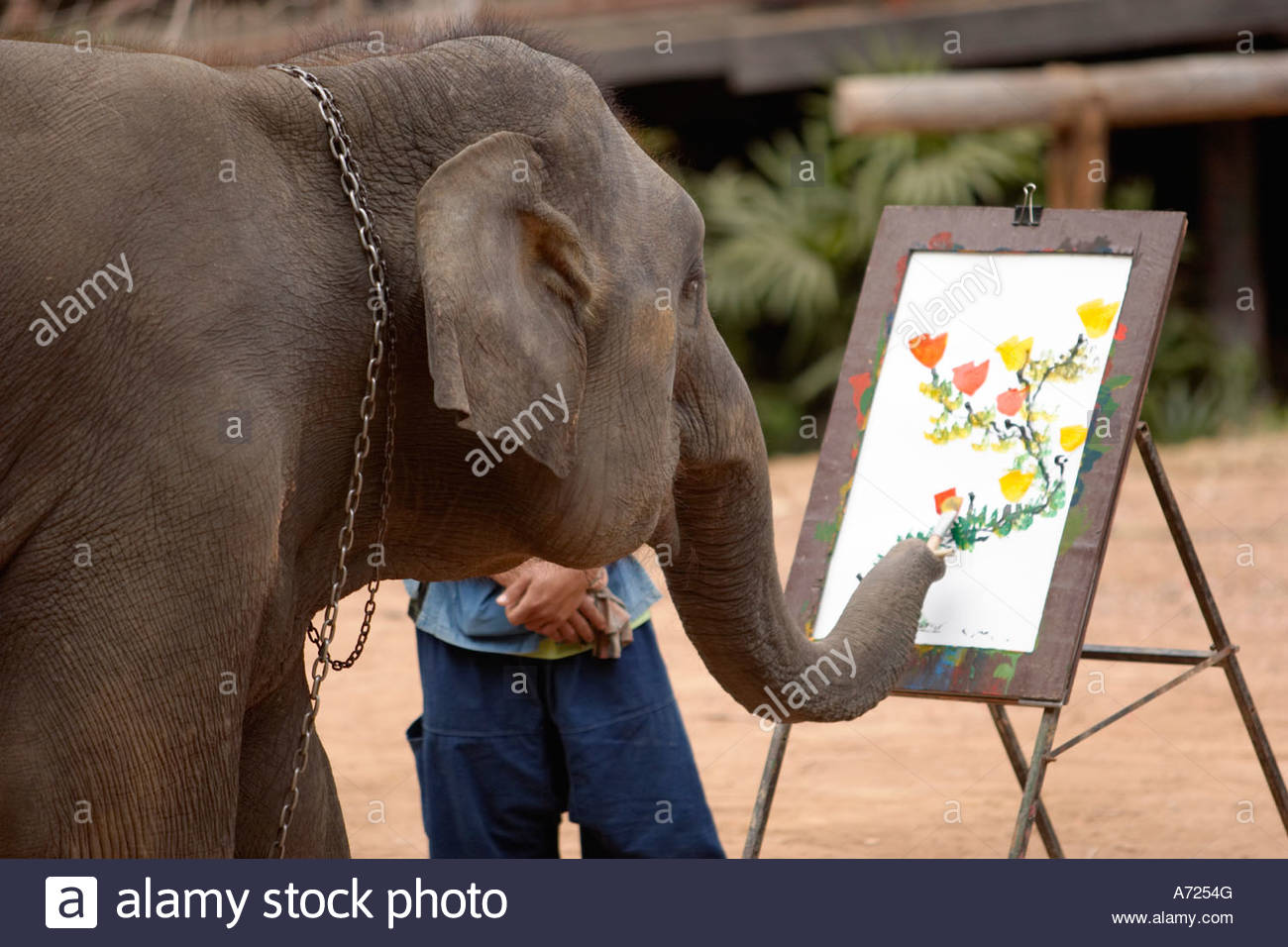 1300x956 Asian Elephant Artist Painting A Flower In Maesa Elephant Camp - Elephant Painting Thailand