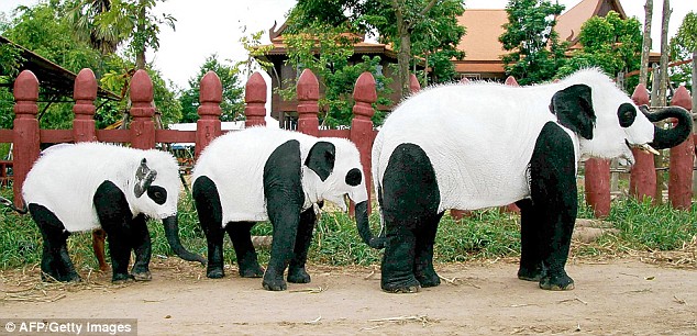 634x306 Will This Stop The Pandamonium Thai Elephants Painted To Look - Elephant Painting Thailand