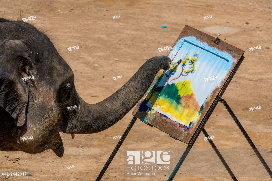 1049x699 Elephant Painting In Maesa Elephant Camp , Chiang Mai , Thailand - Elephant Painting Thailand