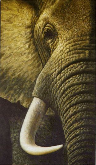 312x532 Elephant Portrait Paintings For Sale - Elephant Portrait Painting