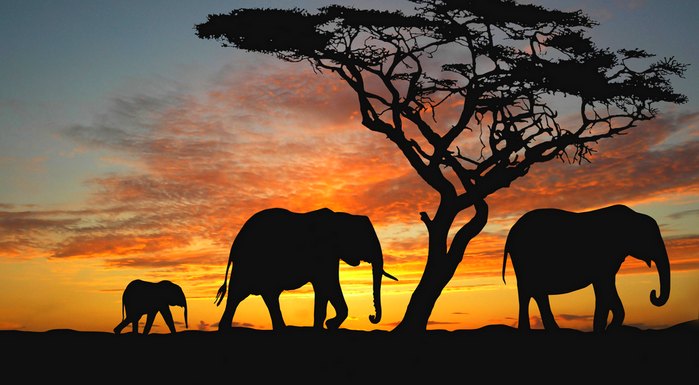 699x385 How To Draw An Elephant - Elephant Silhouette Acrylic Painting