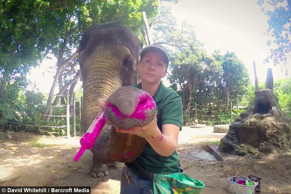 960x640 Ele Onardo Da Vinci Painting Elephant Sells Masterpieces - Elephant Tusk Painting