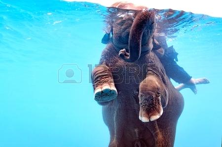 450x298 Elephant Underwater Elephant Underwater Wallpaper Iphonestuff.club - Elephant Underwater Painting