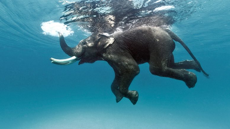 777x437 Elephant Found Swimming 16 Km Out - Elephant Underwater Painting