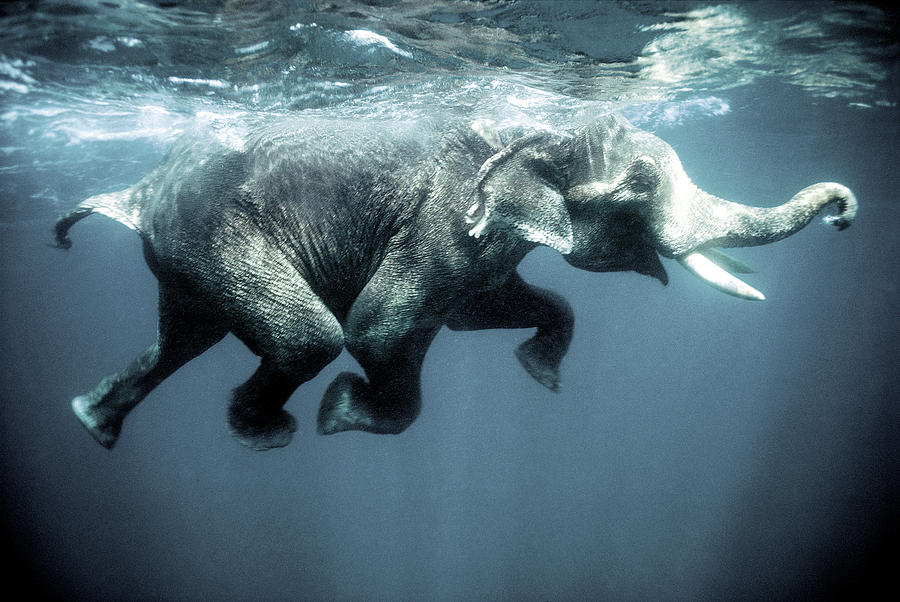900x602 Swimming Elephant Photograph By Olivier Blaise - Elephant Underwater Painting