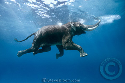440x291 Elephant Diving - Elephant Underwater Painting