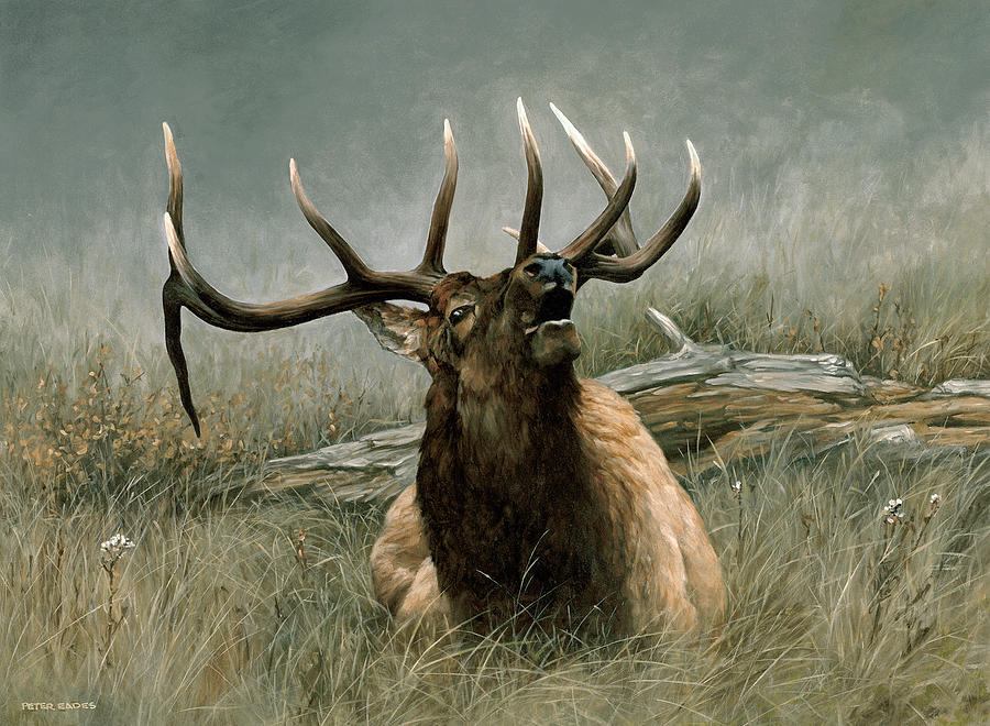 900x660 Lazy Bugle Painting By Peter Eades - Elk Oil Painting