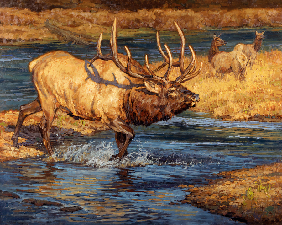 900x717 Ryan Kirby Art Elk Amp Western Big Game Original Oil Paintings - Elk Oil Painting