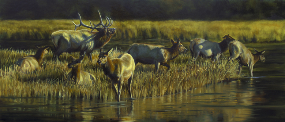 931x400 Elk Paintings Joe Kronenberg - Elk Oil Painting