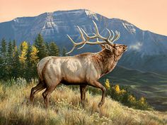 236x176 Elk Painting By Ralph Oberg Art - Elk Painting