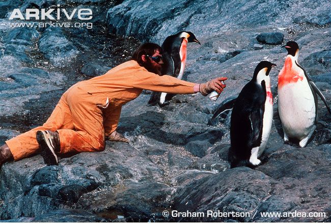 650x440 Emperor Penguin Photo - Emperor Penguin Painting