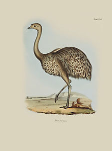 224x300 John Gould Native Birds Print Emu Painting Vintage Old Australia - Emu Painting