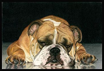 366x248 English Bulldog - English Bulldog Painting