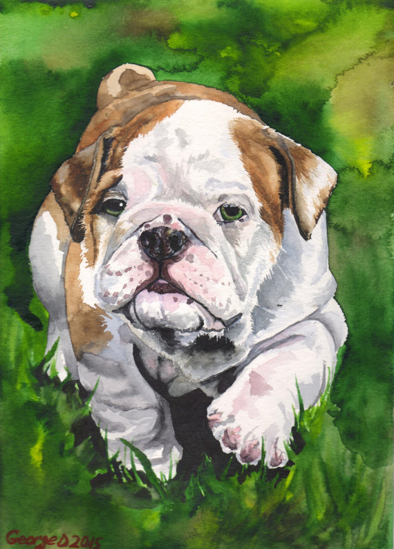 570x794 English Bulldog Puppy Print Of The Original Painting Dog Funny - English Bulldog Painting