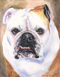 237x300 English Bulldog Watercolor Print Of The Original Watercolor - English Bulldog Painting