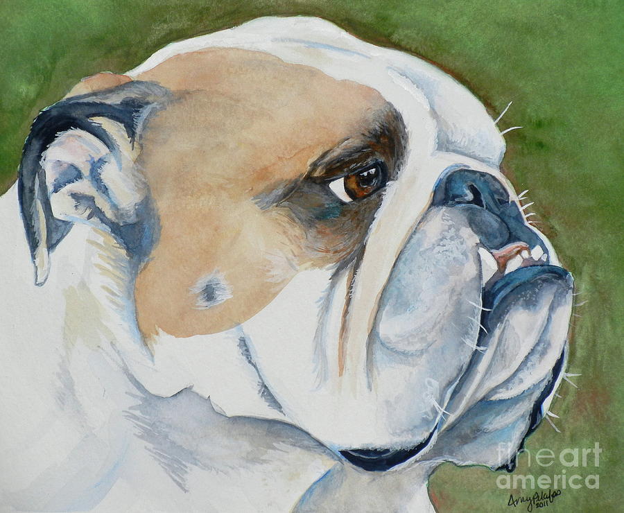 900x740 Gordie The English Bulldog Painting By Amy Pilafas - English Bulldog Painting