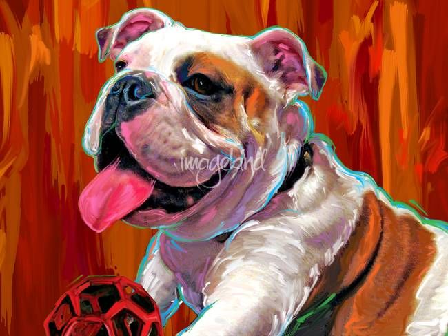 650x488 Capone English Bulldog By Rebecca Collins Drawing Tablet - English Bulldog Painting