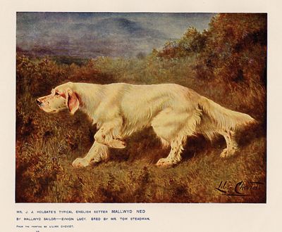 400x330 English Setter Antique Prints, Pictures And Art - English Setter Painting