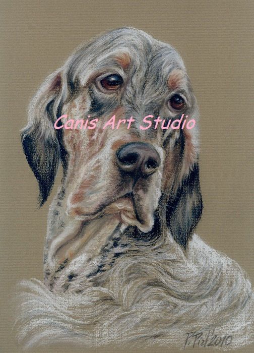 504x700 English Setter Original Pastel Painting Framed By Canisartstudio - English Setter Painting