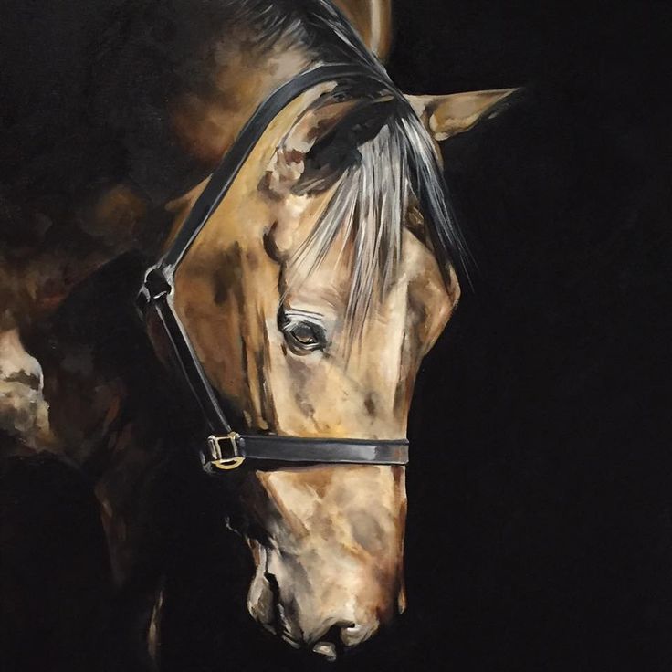 736x736 The 8 Best Tony O Connor Images On Equine Art - Equine Painting