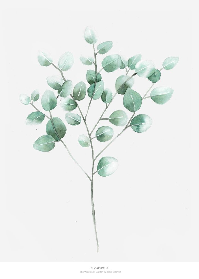 700x980 Eucalyptus Art Print From The Watercolour Garden By Tania Estevez - Eucalyptus Painting