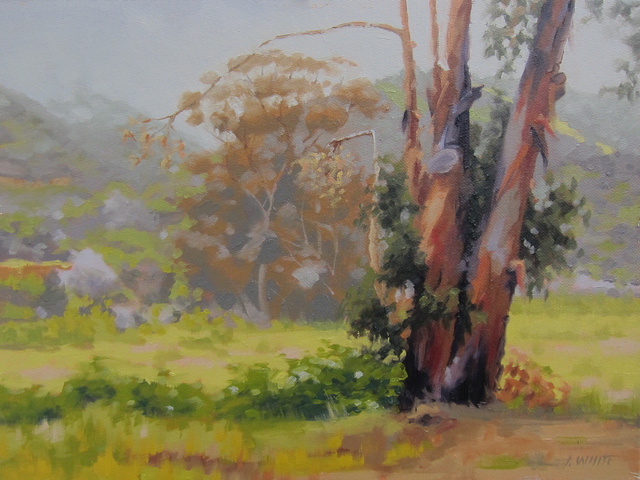 640x480 John White Artwork Covered In Color Eucalyptus Trees Catalina - Eucalyptus Painting