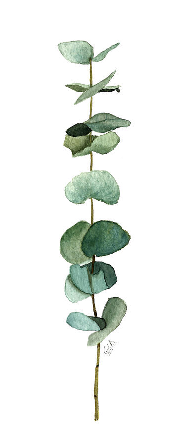 360x900 Round Leaf Eucalyptus Twig Painting By Garima Srivastava - Eucalyptus Painting