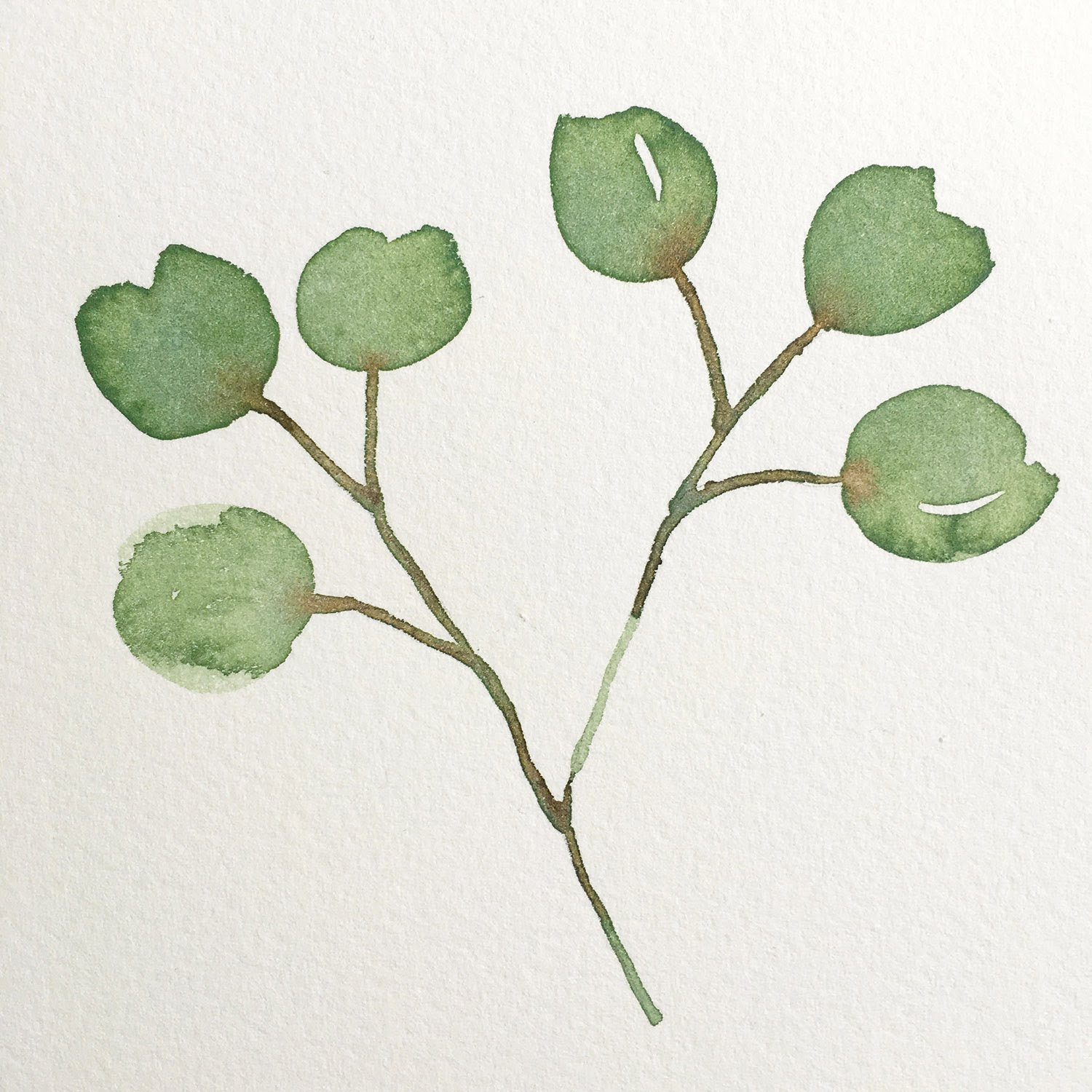 1500x1500 Watercolor Painting Silver Dollar Eucalyptus - Eucalyptus Painting