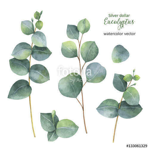 500x500 Watercolor Hand Painted Vector Set With Silver Dollar Eucalyptus - Eucalyptus Painting