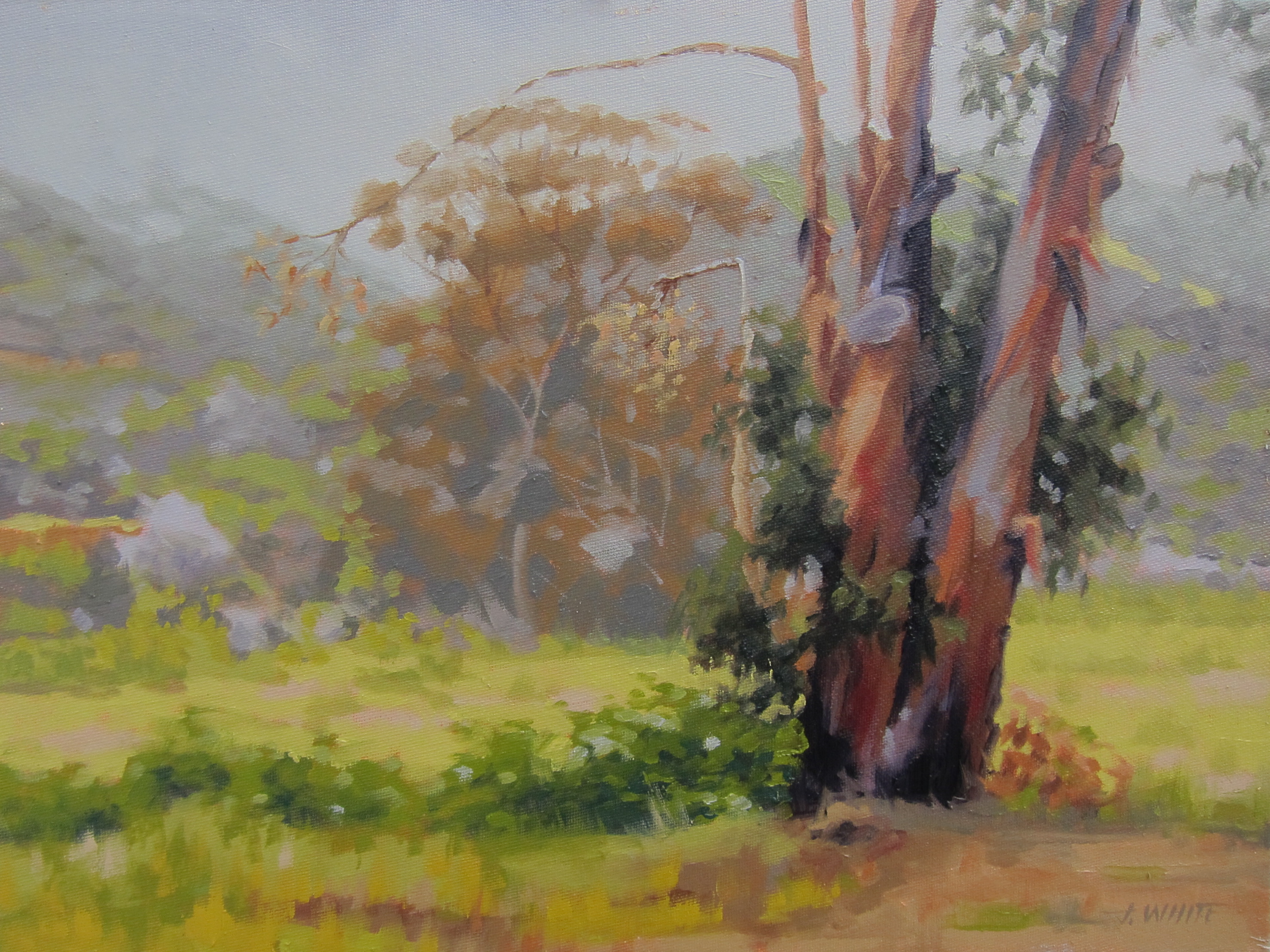 2954x2214 John White Artwork Covered In Color Eucalyptus Trees Catalina - Eucalyptus Tree Painting