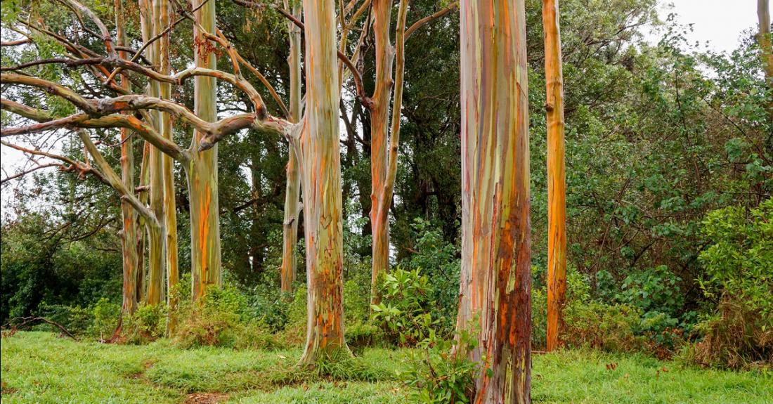 1100x575 Painted Bark Eucalyptus Trees Maui Hawaii - Eucalyptus Tree Painting
