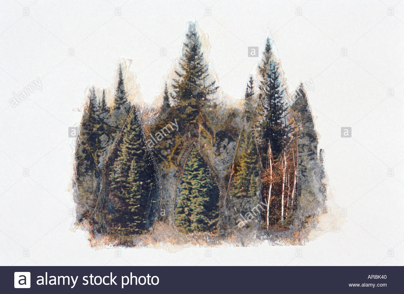 1300x947 Painting Of Pine Trees, Evergreen Pointed Dnese Trees Pointing - Evergreen Painting
