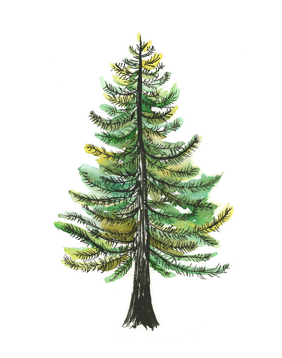 570x725 Watercolor Evergreen Tree Art Print - Evergreen Painting