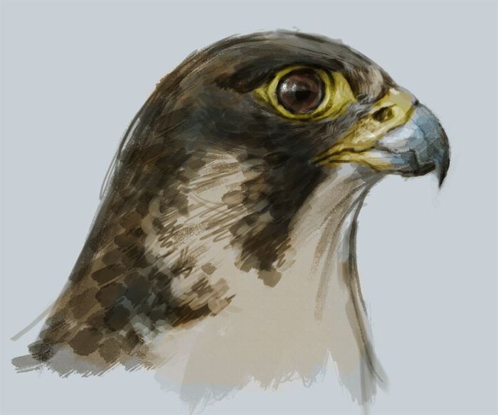 700x584 Falcon Painting Tutorial Painting Falcons - Falcon Painting