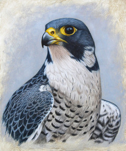 250x299 Falcon Paintings - Falcon Painting