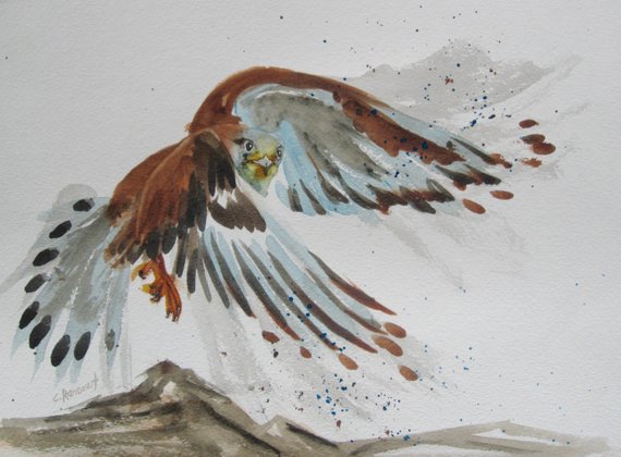 570x420 Flying Falcon Watercolor. Small Falcon Painting. Kestrel Wings - Falcon Painting