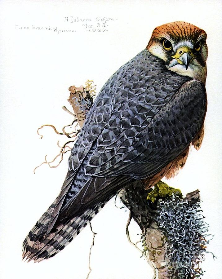 716x900 Lanner Falcon Painting By Pg Reproductions - Falcon Painting