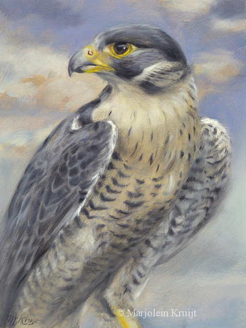 480x640 Marjolein Kruijt Artwork Peregrine Falcon Original Painting Oil - Falcon Painting
