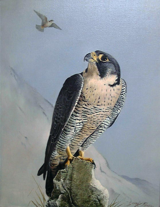 559x720 New Bird Painting - Falcon Painting