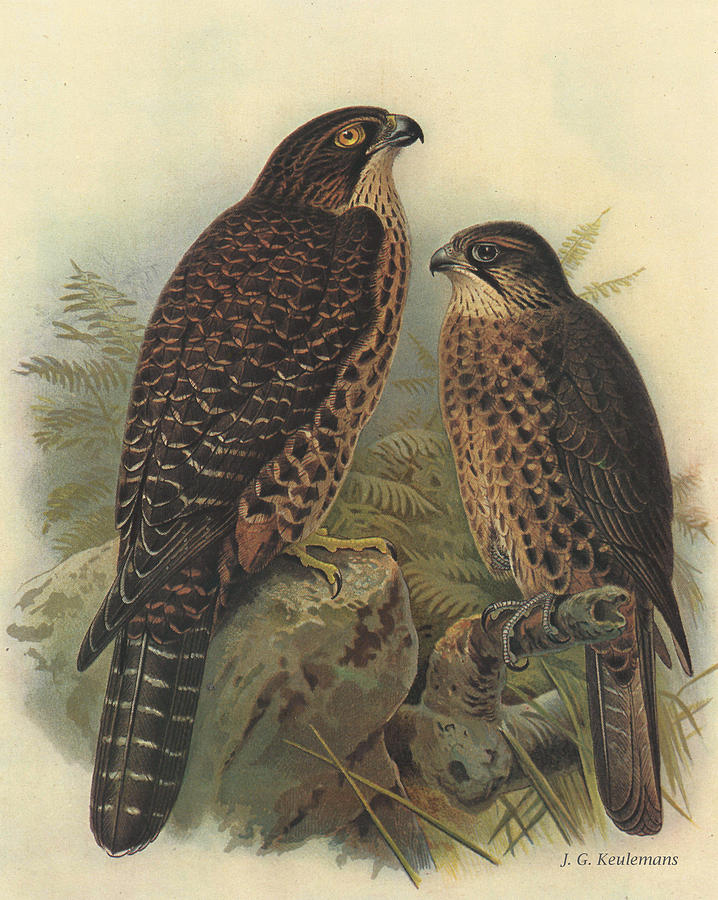 718x900 New Zealand Falcon Painting By Dreyer Wildlife Print Collections - Falcon Painting