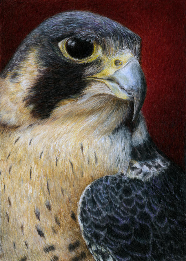 642x900 Peregrine Falcon Painting By Pat Erickson - Falcon Painting