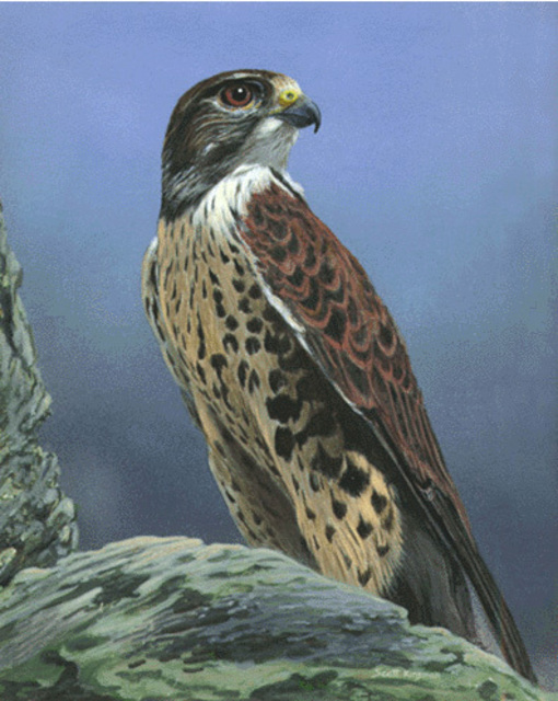 510x640 Scott Kinsman Artwork Peregrine Falcon Original Painting - Falcon Painting