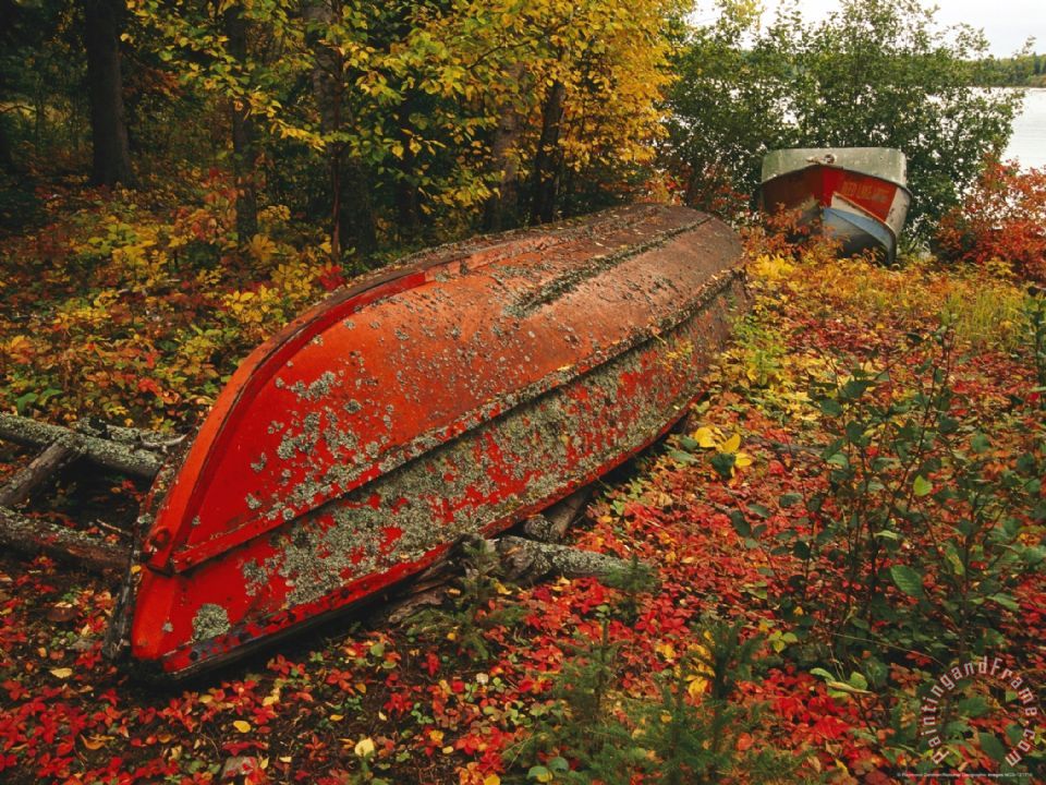 960x720 Raymond Gehman An Upturned Rowboat Among Red Osier Dogwoods - Fall Foliage Painting