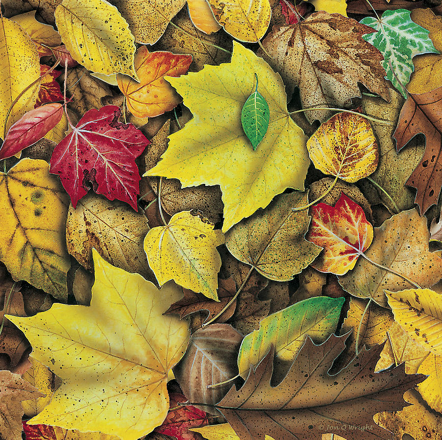 900x895 Fall Leaf Study Painting By Jq Licensing - Fall Leaves Painting