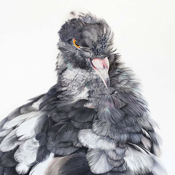 600x600 Giant Oil Paintings Of Instagram Famous Pigeon By Belgian Artist - Famous Bird Painting