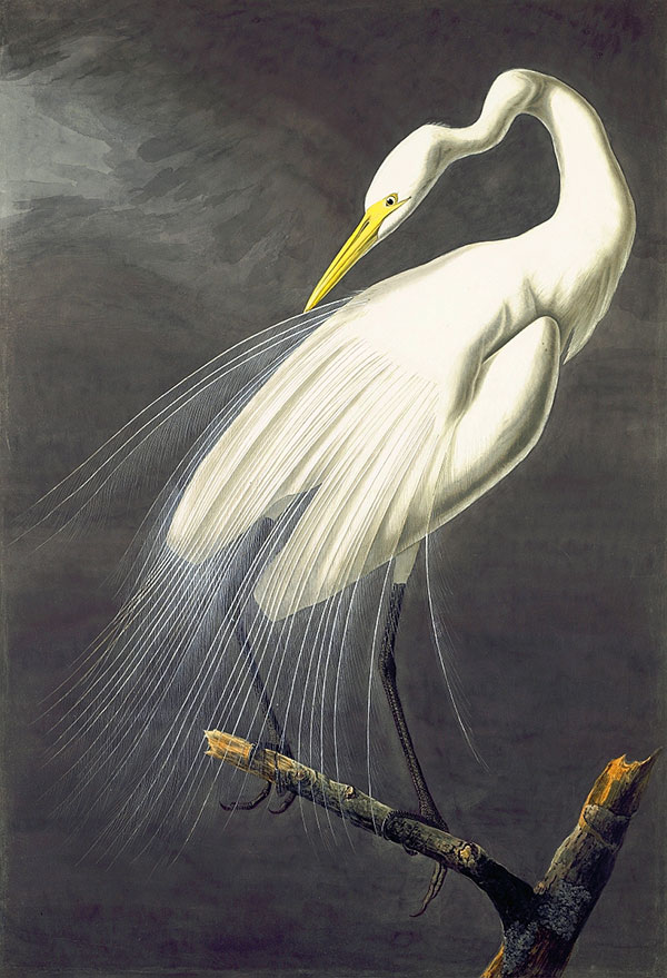 600x879 Great Egret Audubon's Aviary The Complete Flock - Famous Bird Painting
