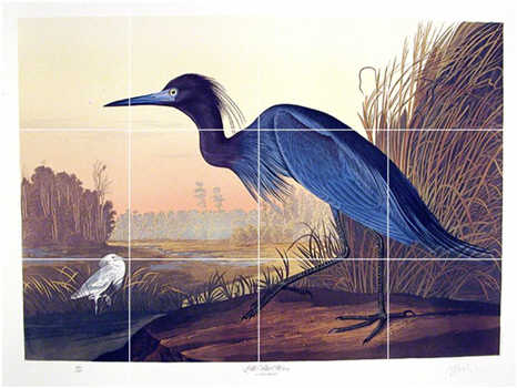 466x350 John Audubon Birds Tile Mural 26 - Famous Bird Painting