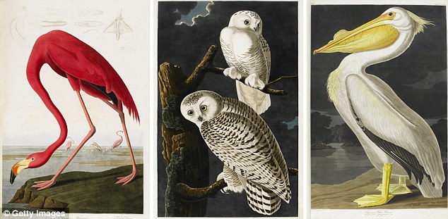 634x311 Something To Crow About Beautiful Book Of Full Scale Bird - Famous Bird Painting