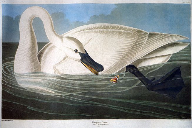 653x434 5 Things You Didn'T Know About John James Audubon Mnn - Famous Bird Painting
